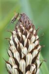 Horistus orientalis