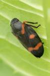 Cercopis intermedia