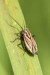 Horistus orientalis