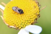 Trapezonotus ullrichi
