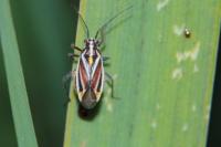 Horistus orientalis