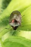 Stagonomus venustissimus
