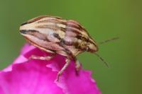 Odontotarsus purpureolineatus