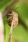 Stagonomus bipunctatus