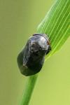 Penthimia nigra