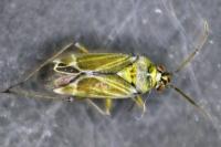 Hoplomachus thunbergii