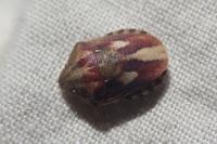Eurygaster testudinaria