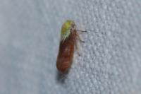 Oncopsis