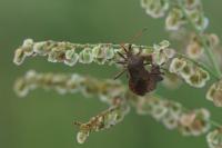 Coreus marginatus