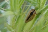 Philaenus spumarius