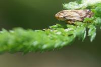 Neophilaenus campestris