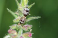 Stagonomus venustissimus