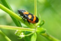 Cercopis sanguinolenta