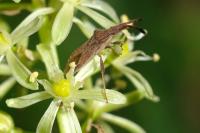 Coriomeris