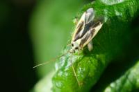Stenotus binotatus