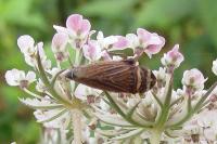 Aphrodes