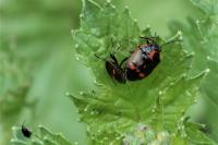 Eurydema oleracea