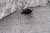 Deraeocoris ruber