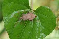 Coreus marginatus