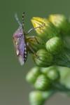 Dolycoris baccarum