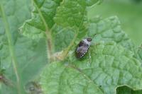 Stagonomus venustissimus