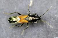 Pterotmetus staphyliniformis