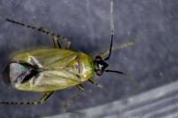 Plagiognathus arbustorum