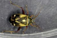 Polymerus unifasciatus