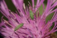 Oncotylus viridiflavus