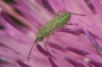 Oncotylus viridiflavus