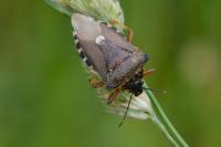 Pinthaeus sanguinipes