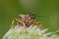 Pinthaeus sanguinipes