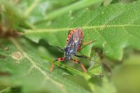 Rhynocoris annulatus