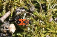 Melanocoryphus albomaculatus