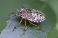 Pentatoma rufipes