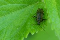 Closterotomus fulvomaculatus
