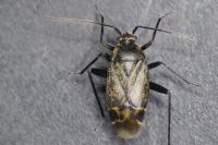 Polymerus nigrita