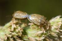 Neottiglossa leporina