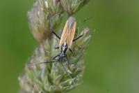 Leptopterna dolabrata