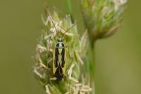 Stenotus binotatus