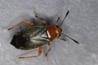 Capsus ater