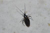 Adelphocoris seticornis