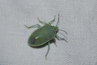 Brachynema germarii