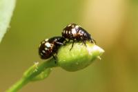 Nezara viridula