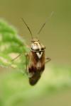 Lygus pratensis