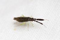 Heterotoma planicornis