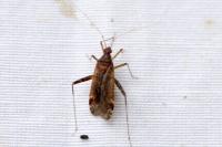 Phytocoris