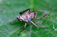 Pentatoma rufipes