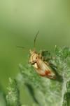 Lygus pratensis