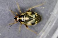 Cyphodema instabilis